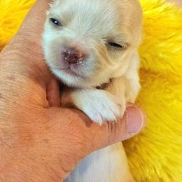 Fancy - Gold female Chihuahua puppy in Gerald, Missouri from OutLaw Chihuahua's
