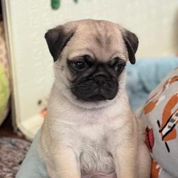 Midge - Fawn female Pug puppy in Saint Pauls, North Carolina from Copperfield’s Goldens