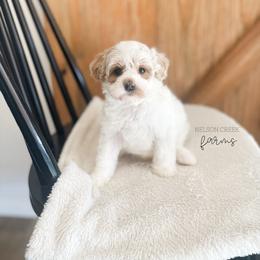 Leprechaun - Parti male Maltipoo puppy in Huntsville, Texas from Nelson Creek Farms