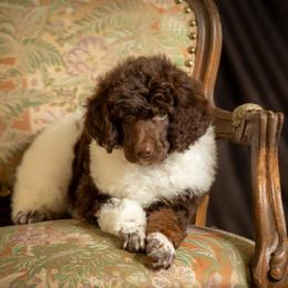 Poodle Puppies from Setting the Standard Poodles