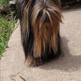 Fisher - Yorkshire Terrier