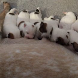 Australian Cattle Dog Puppies from FullMoon Cattle Dogs