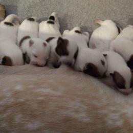 Australian Cattle Dog Puppies from FullMoon Cattle Dogs