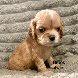 Brook - Buff female Cocker Spaniel puppy in Sumter, South Carolina from Cocker Eclipse In Home Kennel