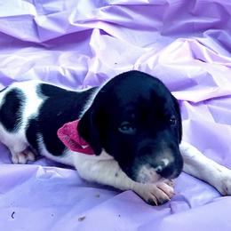 Hot pink collar - Black and white female German Shorthaired Pointer puppy in Fremont, Nebraska from Weiland GSP's