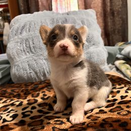 American Corgi, Cardigan Welsh Corgi, and Pembroke Welsh Corgi Puppies from Coopers Korner