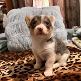 American Corgi, Cardigan Welsh Corgi, and Pembroke Welsh Corgi Puppies from Coopers Korner