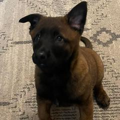 Belgian Malinois from McCollum Breeds