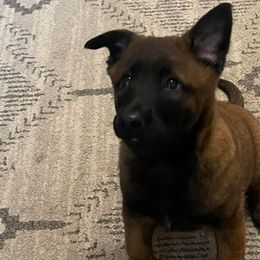 Belgian Malinois from McCollum Breeds