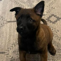 Belgian Malinois from McCollum Breeds