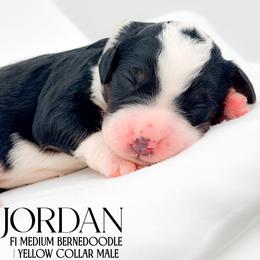 Jordan - Tri-color male Bernedoodle puppy in Tipton, Indiana from Country Creek Doodles