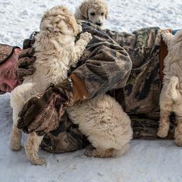 Poodle Puppies from Wispynook Poodles