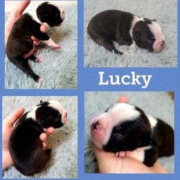 Boston Terrier Puppies from Diamonds In The Ruff Boston Terriers