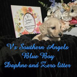 Basset Hound and Dachshund Puppies from V's Southern Angels