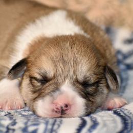 Raphael - Red male Pembroke Welsh Corgi puppy in East Canton, Ohio from Victorian Farms