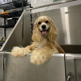 Guero - Buff male Cocker Spaniel puppy in Palmdale, California from SassyCockerG