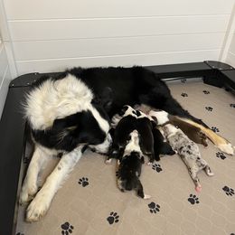 Australian Shepherd Puppies from Indigo Grove Aussies