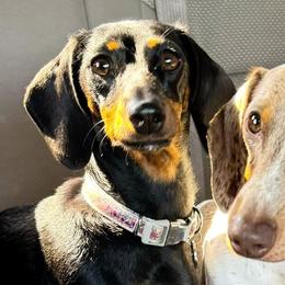 Dachshunds from Dachshund’s of Elko Farms
