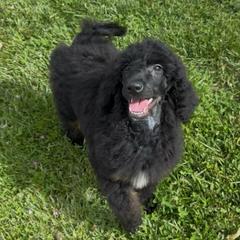 Eclipse - Phantom female Poodle puppy in Corona, California from Garden Of Poodles