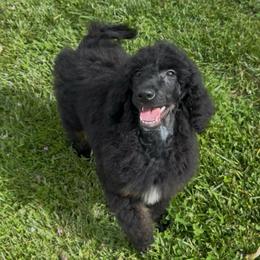 Eclipse - Phantom female Poodle puppy in Corona, California from Garden Of Poodles