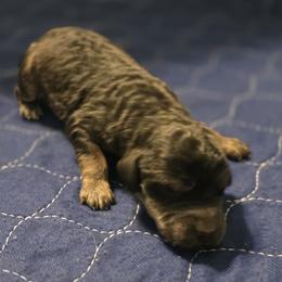 Ridge - Phantom male Goldendoodle puppy in Freedom, New York from Samantha's Goldendoodles