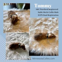 Tommy - Sable merle and white male Collie puppy in Plato, Minnesota from Minnesota Collies