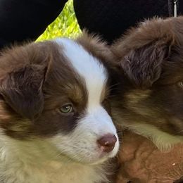 Australian Shepherds from Fairview Australian Shepherds