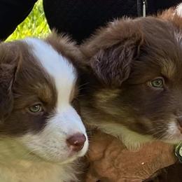Australian Shepherds from Fairview Australian Shepherds