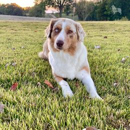 Ruby - Australian Shepherd