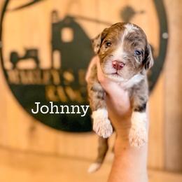 Boy 7 - Merle male Labradoodle puppy in Danville, Indiana from Marley’s Doodle Ranch