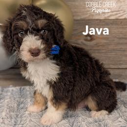 Java - Tri-color male Bernedoodle puppy in Heyworth, Illinois from Cobble Creek Puppies
