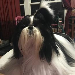 Louie - Shih Tzu