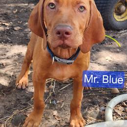 Vizsla Puppies from CW Legacy Vizslas