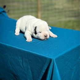 Grey collar - Blue speckled female Australian Cattle Dog puppy in Spokane, Washington from 4D Cattle Dogs