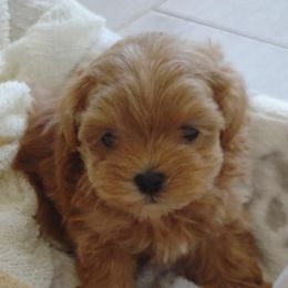 Maltipoos, Yorkipoos, and Yorkshire Terriers from Crimson Dessert Yorkiepoos