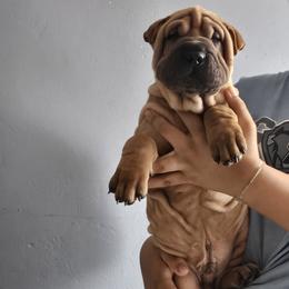 Champ - Red fawn male Chinese Shar-Pei puppy in Bakersfield, California from Cashmerewrinkles