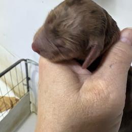 Puppy 16 AKC - Chocolate and tan female Dachshund puppy in Fayetteville, Pennsylvania from PA's Darling Doxies