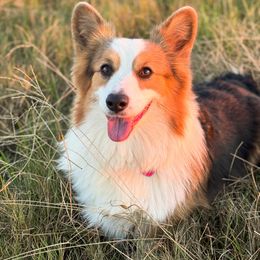 Bonnie - Pembroke Welsh Corgi