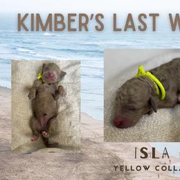 Isla - Apricot female Goldendoodle puppy in Inez, Texas from Heavenly H Doodles