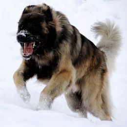 Leonbergers from Connie Kent