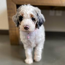 Light pink - Merle female Bernedoodle puppy in Millsap, Texas from Gaston’s Posh Poodles and Doodles
