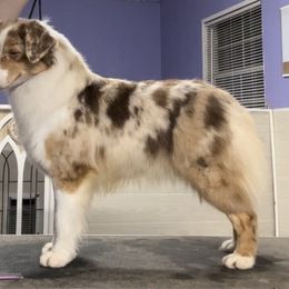 Spyder - Miniature American Shepherd
