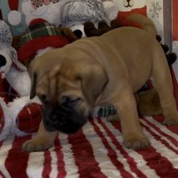 Blue collar - Red male Bullmastiff puppy in Cedar Creek, Texas from Burns Family Ranch " BFR Bullies"