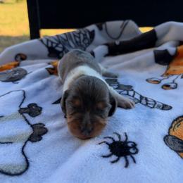 Lydia - Piebald female Dachshund puppy in Powell, Tennessee from Tall & Tiny TN k9s
