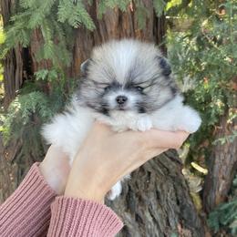 Bean - Black parti male Pomeranian puppy in Citrus Heights, California from Yev and Marina's Pomeranians (AKC)