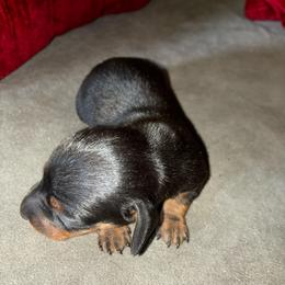 Penny - Black and tan female Dachshund puppy in Clermont, Florida from Dachshund Dad®