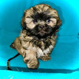 Shih Tzu Puppies from T-Amore Shih Tzu