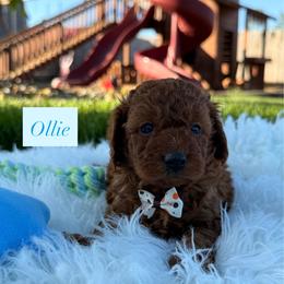 Ollie - Apricot male Cavapoo puppy in Port Orange, Florida from Royal doodles of Florida