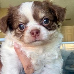 Hank 4300 - Chocolate and white male Chihuahua puppy in Citrus Heights, California from Golden State Chihuahuas