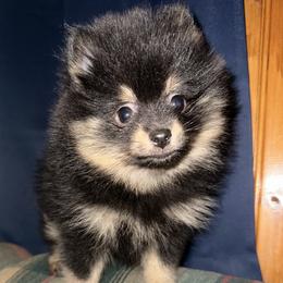 Pomeranian Puppies from Tiny Paw Pomeranians